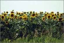 Sunflower seeds